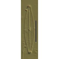 Navicula vandamii