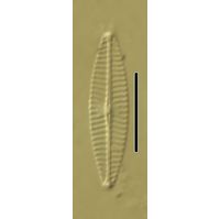 Navicula veneta