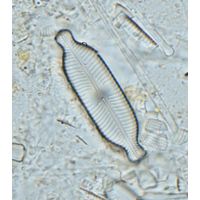 Navicula elgensis