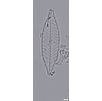 Navicula salinarum