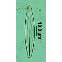 Navicula lanceolata