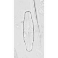 Navicula protracta