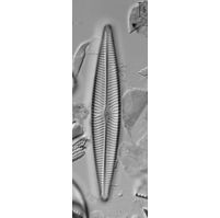 Navicula radiosa