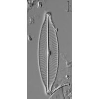 Navicula rostellata