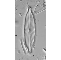 Navicula rostellata