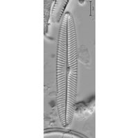 Navicula schroeteri