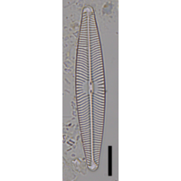 Navicula lanceolata