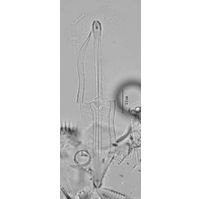 Neidium hitchcockii