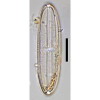 Neidium affine