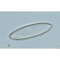 Neidium ampliatum