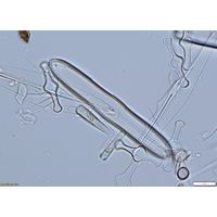 Neidium bisulcatum
