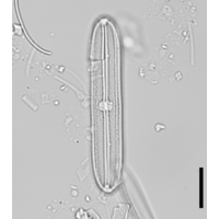 Neidium bisulcatum
