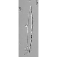 Nitzschia capitellata
