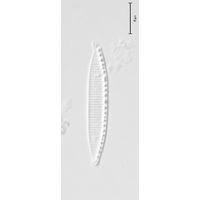 Nitzschia frustulum