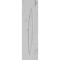 Nitzschia intermedia