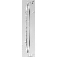 Nitzschia linearis
