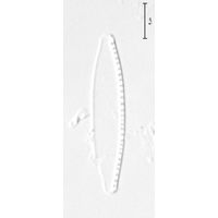 Nitzschia pusilla