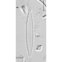 Nitzschia cf. supralitorea