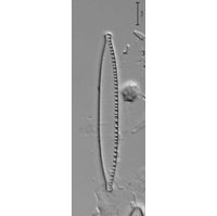Nitzschia palea