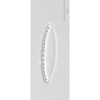 Nitzschia frustulum