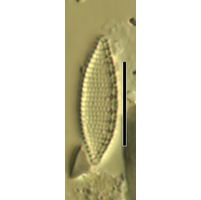 Nitzschia amphibia