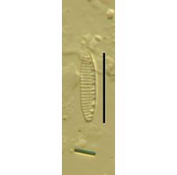 Nitzschia inconspicua