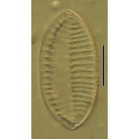 Nitzschia levidensis