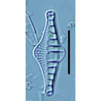 Nitzschia sinuata
