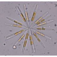 Nitzschia fruticosa
