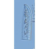 Nitzschia kittlii