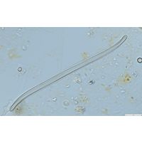 Nitzschia sigma