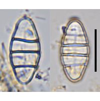 Odontidium mesodon