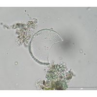 Orthoseira roeseana