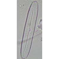 Pinnularia viridis