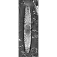 Pinnularia microstauron