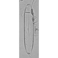 Pinnularia acuminata