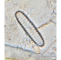 Pinnularia borealis