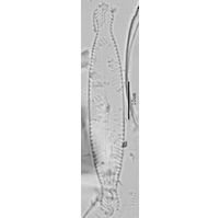 Pinnularia braunii