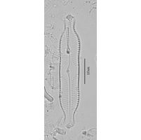 Pinnularia grunowii