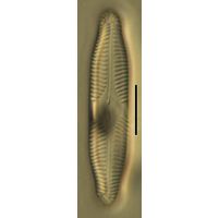 Pinnularia jungii