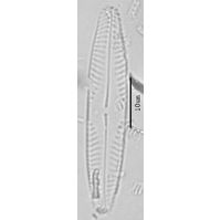 Pinnularia microstauron