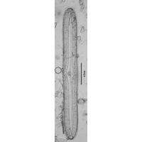 Pinnularia neomajor