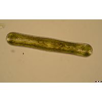 Pinnularia nobilis
