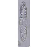 Pinnularia oriunda