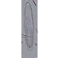 Pinnularia oriunda
