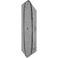 Pinnularia