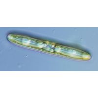 Pinnularia