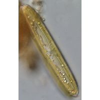 Pinnularia