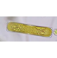 Pinnularia