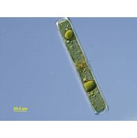 Pinnularia